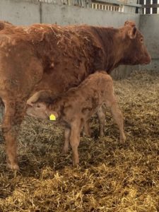 Cow and calf at Oak Tree Farm